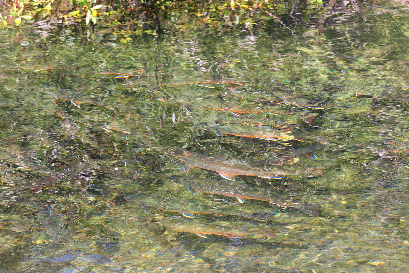 Image of Arctic Char