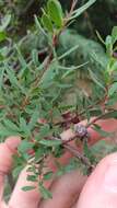 Sivun Leptospermum glaucescens S. Schauer kuva