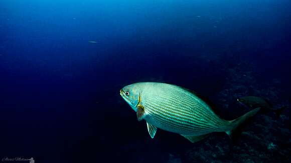 Image of Brassy chub