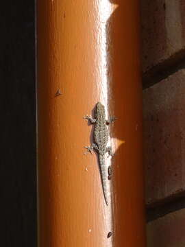 Image of Chobe Dwarf Gecko