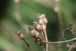 Image of Chromolaena sagittata (A. Gray) R. King & H. Rob.