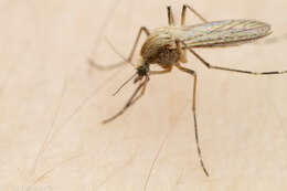 Imagem de Aedes dorsalis (Meigen 1830)