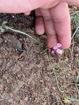 Allium scilloides Douglas ex S. Watson resmi