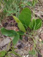 Image of Annona warmingiana Mello-Silva & Pirani