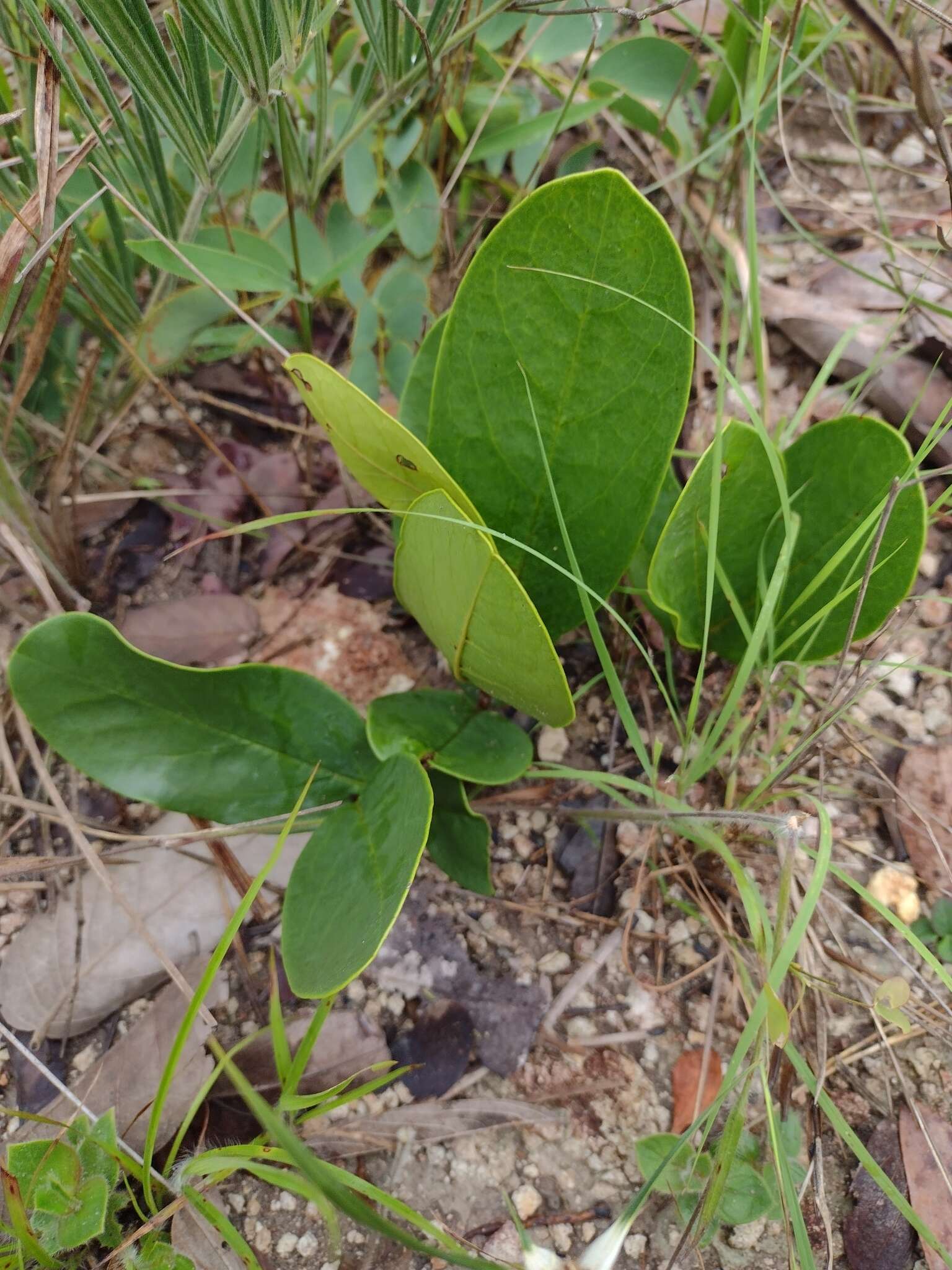 Image of Annona warmingiana Mello-Silva & Pirani