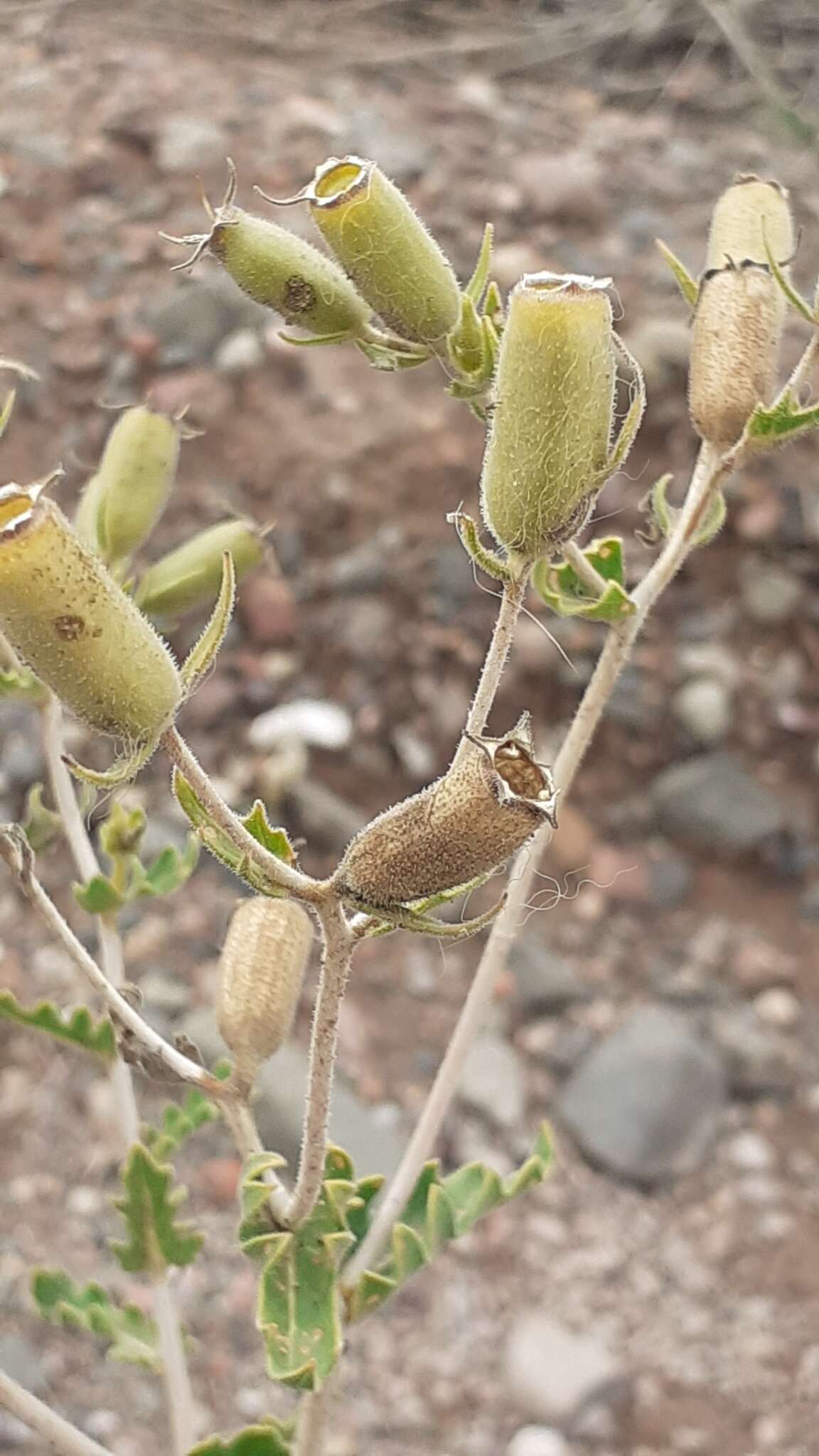 Image of wavyleaf blazingstar