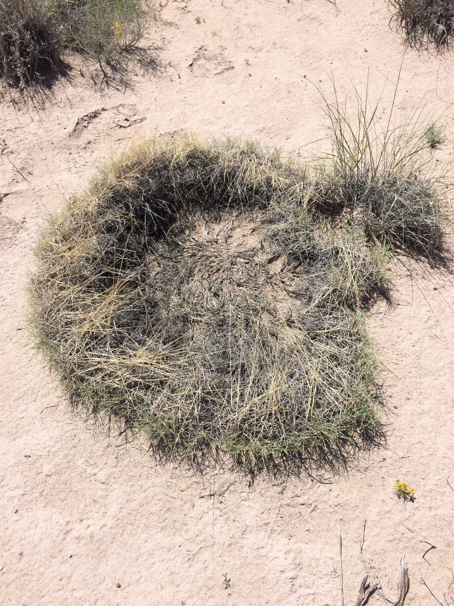 Image of ring muhly