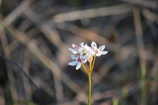 Image of Burchardia umbellata R. Br.