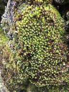 Image of hyophila moss