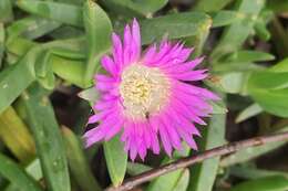 Image of Carpobrotus modestus S. T. Blake