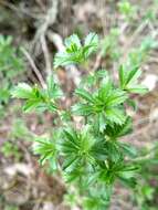 Image of shrubby restharrow