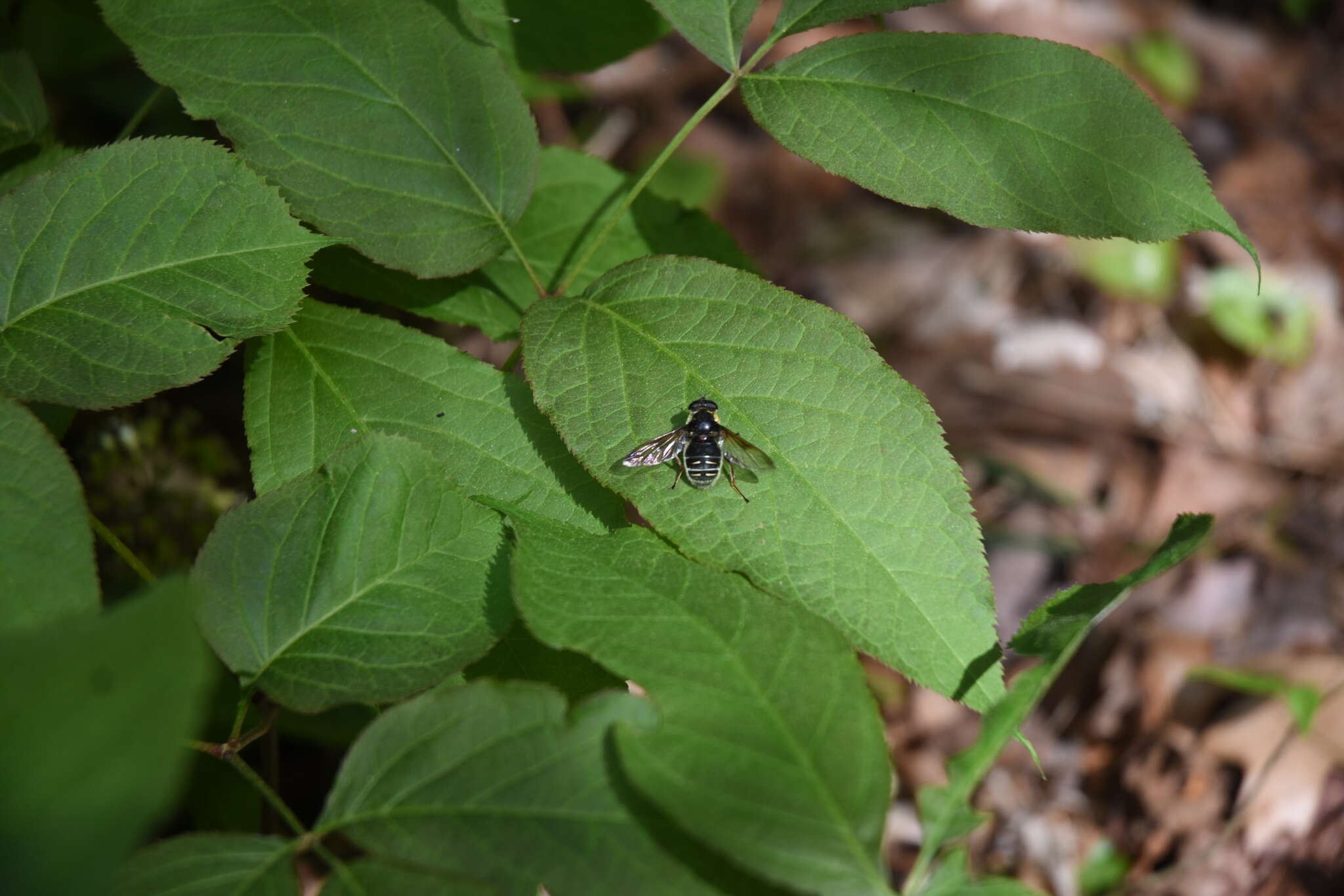 Image of Sericomyia militaris Walker 1849