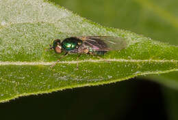 Image of Soldier fly