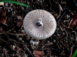 صورة Macrolepiota eucharis Vellinga & Halling 2003