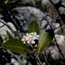 Sivun Dombeya apikyensis Arenes kuva