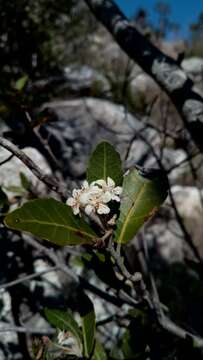 Image of Dombeya apikyensis Arenes