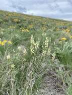 Image of sulphur lupine