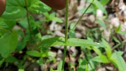 Image of Lapham's phlox