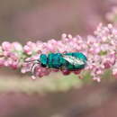 Image of <i>Euchroeus purpuratus</i>