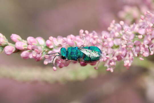 Image of <i>Euchroeus purpuratus</i>