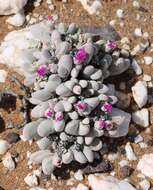 Imagem de Gibbaeum pubescens (Lettsom ex Haw.) N. E. Br.