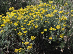 صورة Helichrysum revolutum (Thunb.) Less.