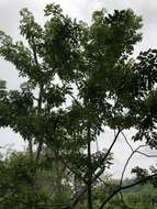 Plancia ëd Leucaena trichodes (Jacq.) Benth.