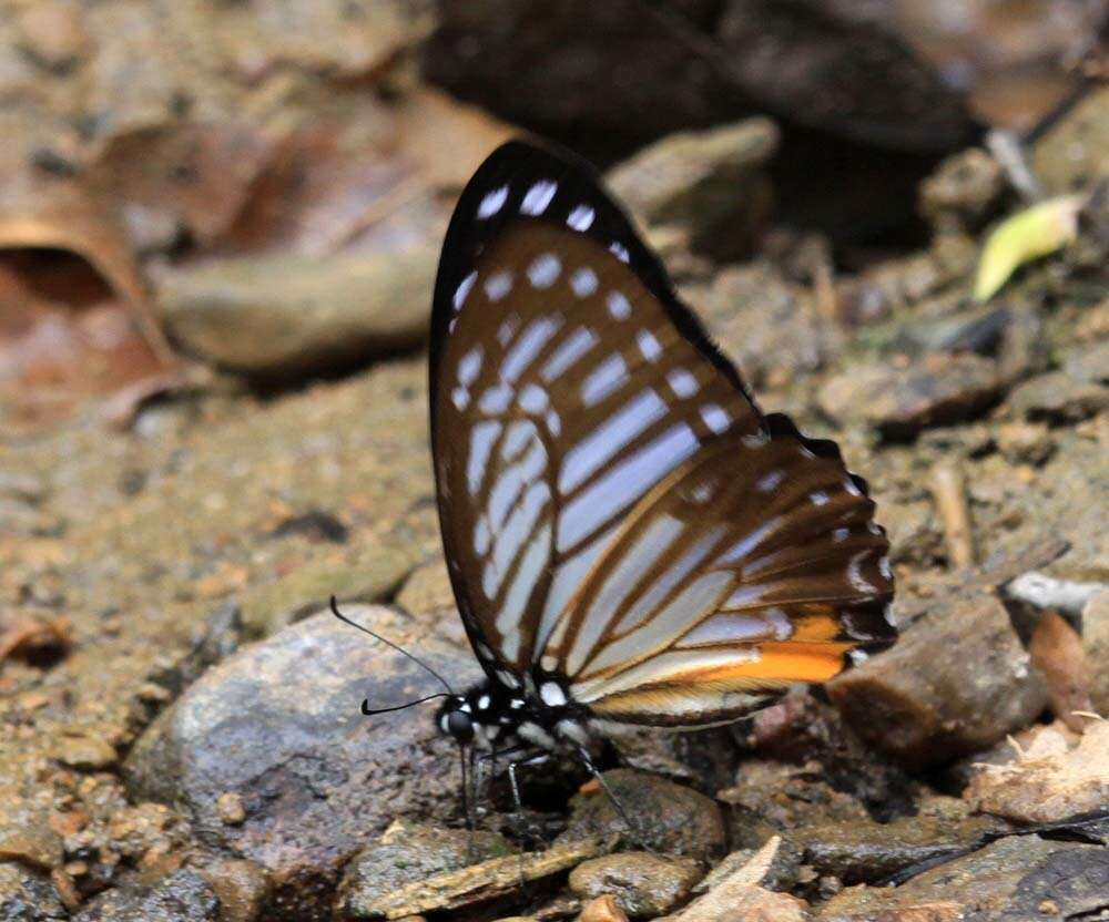 Image of Great Zebra Butterfly