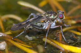 Image of Thinophilus milleri Parent 1933