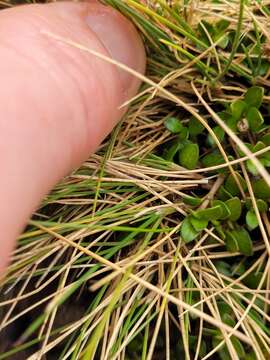 Image of Poa colensoi Hook. fil.