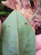 Image de Hexastylis arifolia var. callifolia (Small) H. L. Blomq.