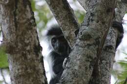 Colobus angolensis palliatus Peters 1868 resmi