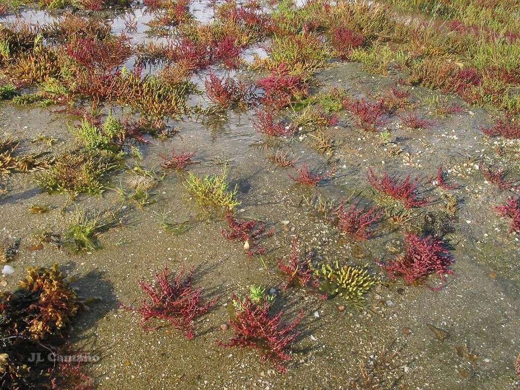 Image of Salicornia ramosissima J. Woods