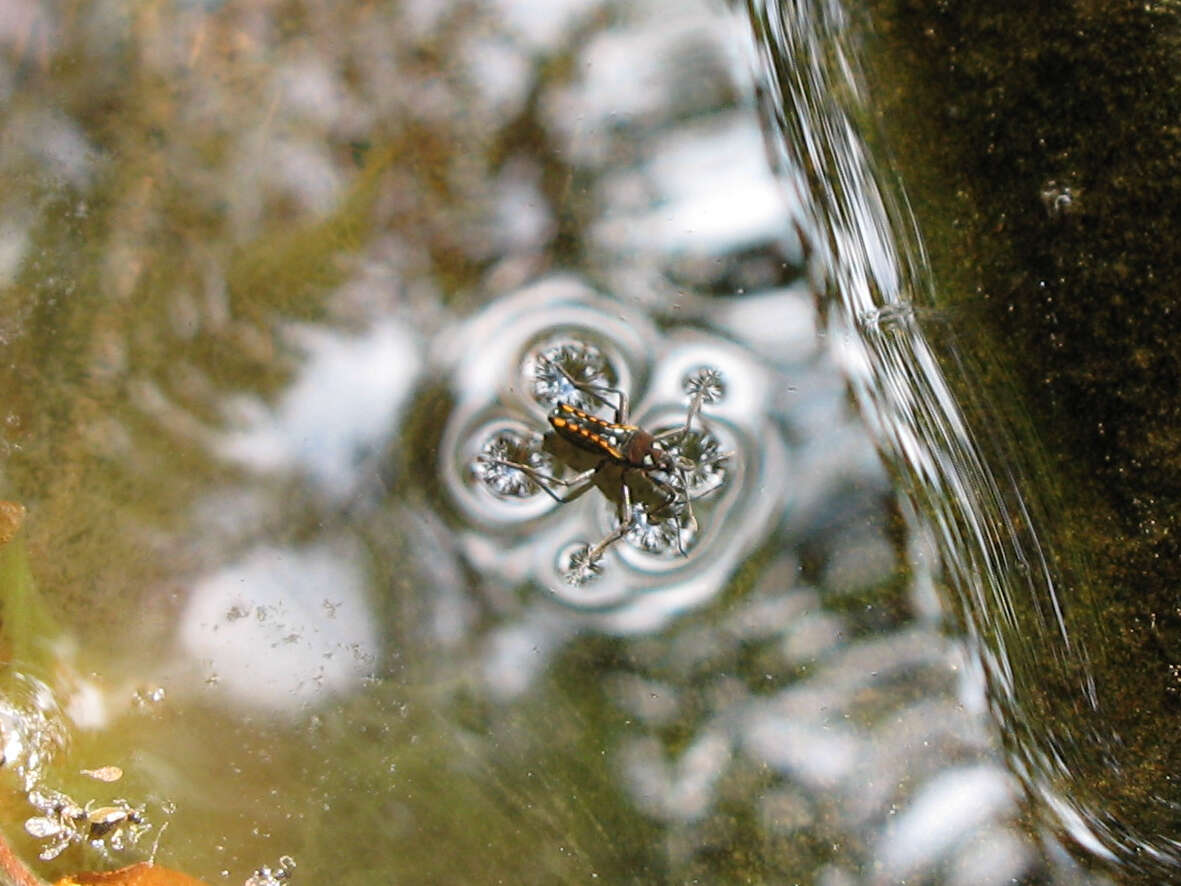 Image of Velia subgen. Plesiovelia Tamanini 1955