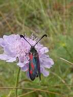 Image of Zygaena sarpedon Hübner 1790