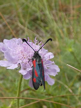 Image of Zygaena sarpedon Hübner 1790