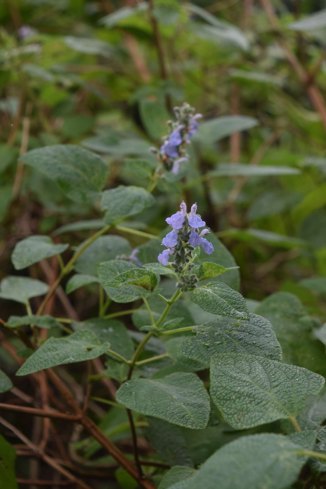 Salvia melissodora Lag. resmi