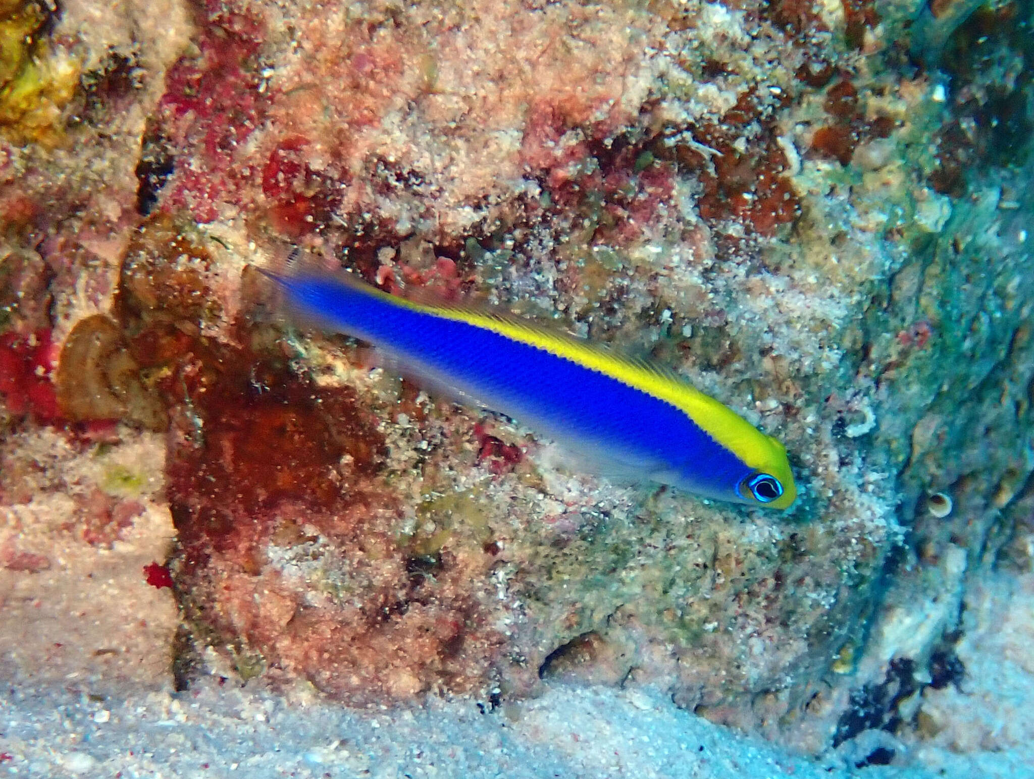 Image of Sunrise dottyback