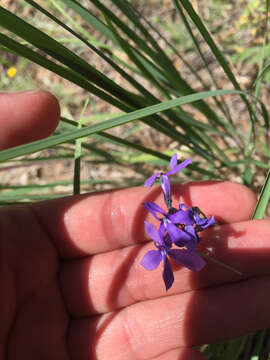 Image of Apache lobelia