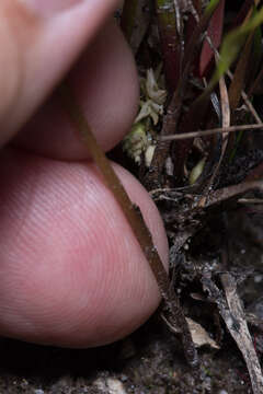 Image of Utricularia biloba R. Br.