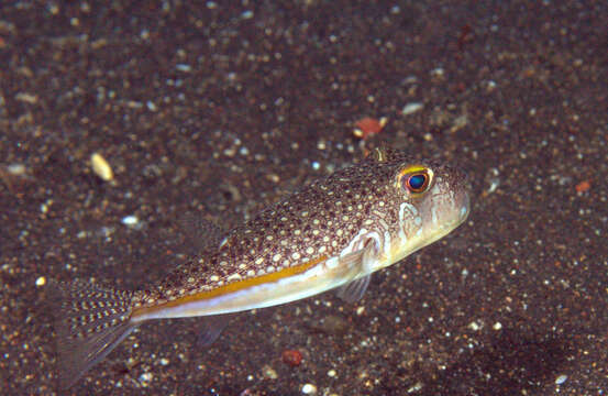 Image of Yellow-stripe Toadfish