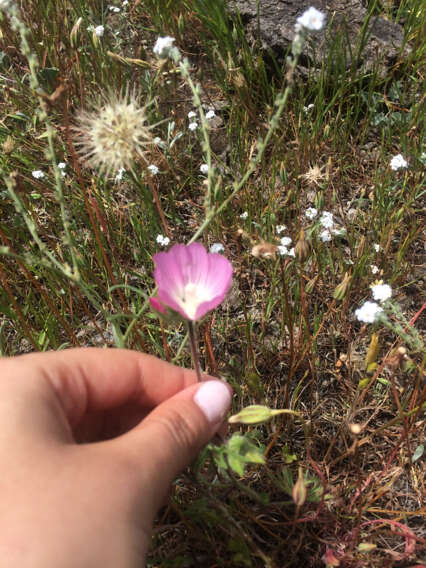 Image of fringed checkerbloom