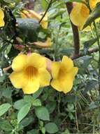 Image of bush allamanda