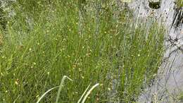 Image of Southern Umbrella Sedge