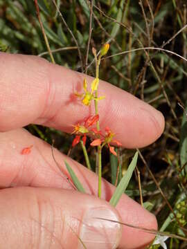 Image of narrowleaf goldshower