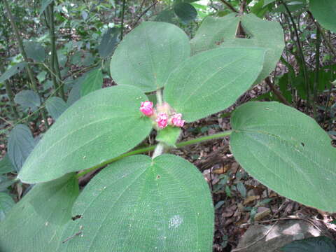 Sivun Miconia macrodon (Naud.) Wurdack kuva