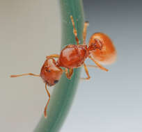 Image of <i>Pheidole furtiva</i>