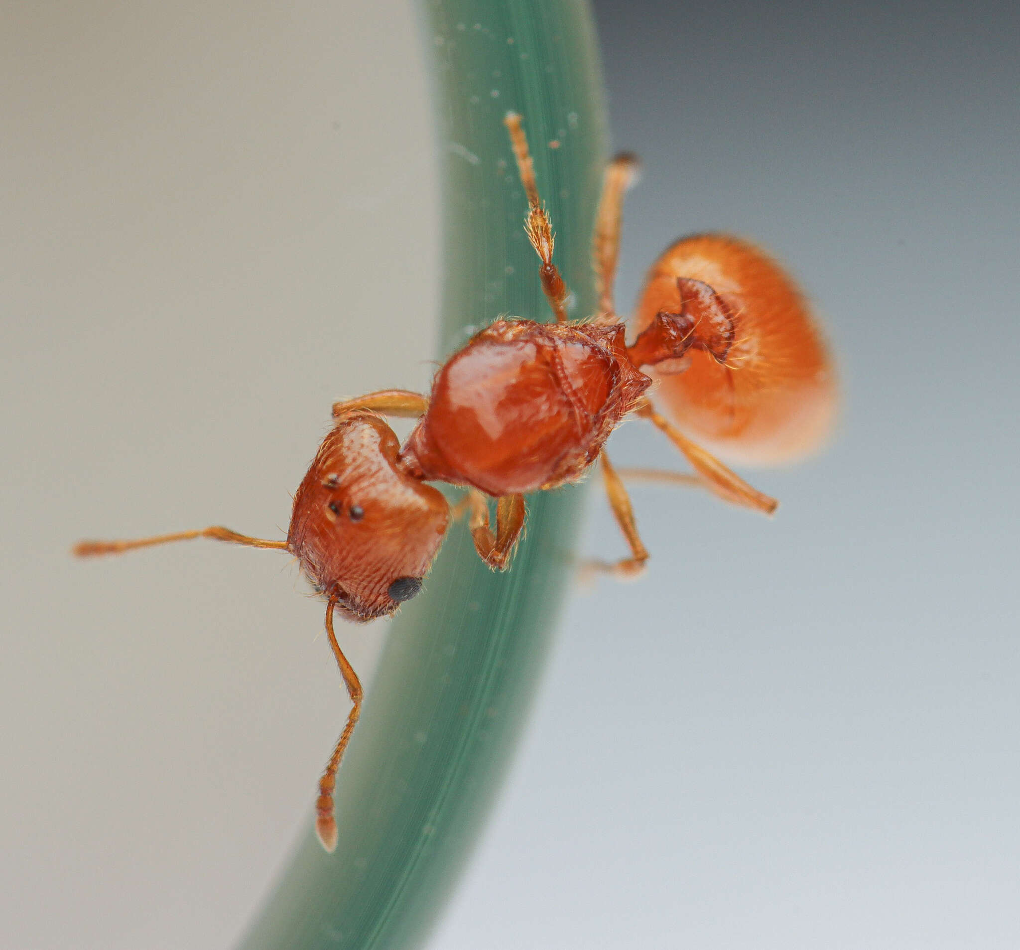 Imagem de <i>Pheidole furtiva</i>