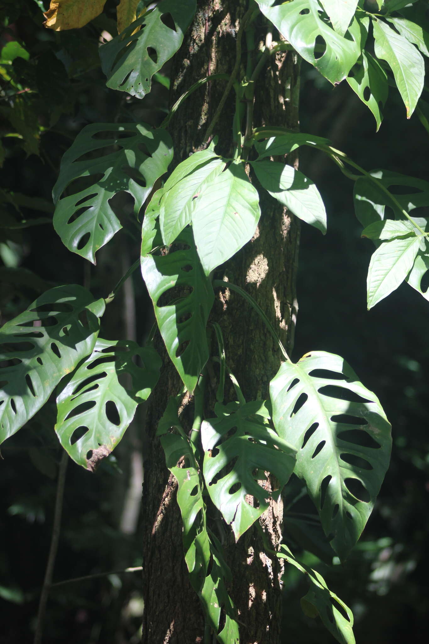 Image of Monstera acuminata K. Koch