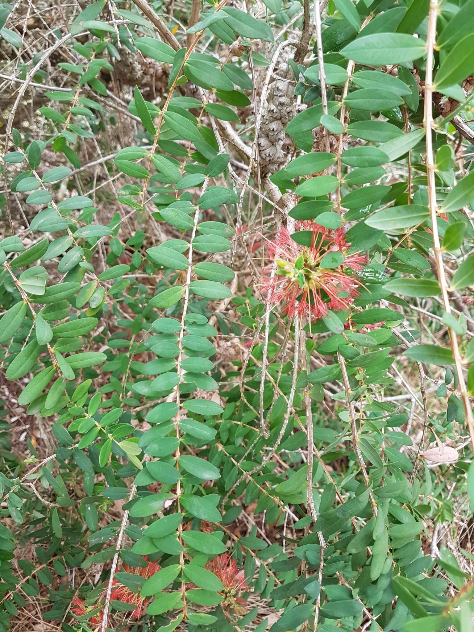 صورة Melaleuca hypericifolia Sm.